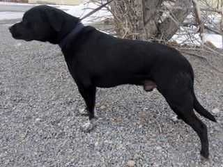Chevy, an adoptable Black Labrador Retriever & Pit Bull Terrier Mix in Anaconda, MT_image-2