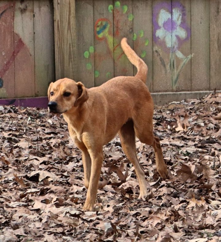 Halligan, an adoptable Labrador Retriever & Boxer Mix in Amston, CT_image-2