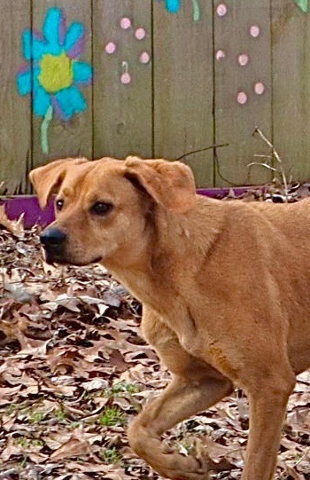 Halligan, an adoptable Labrador Retriever & Boxer Mix in Amston, CT_image-4