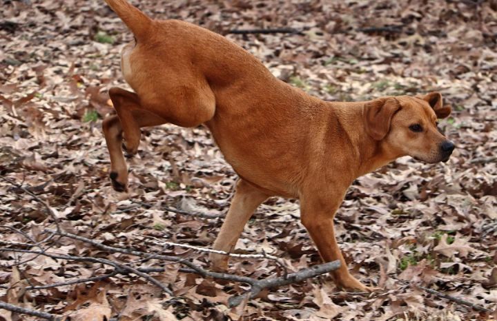 Halligan, an adoptable Labrador Retriever & Boxer Mix in Amston, CT_image-5