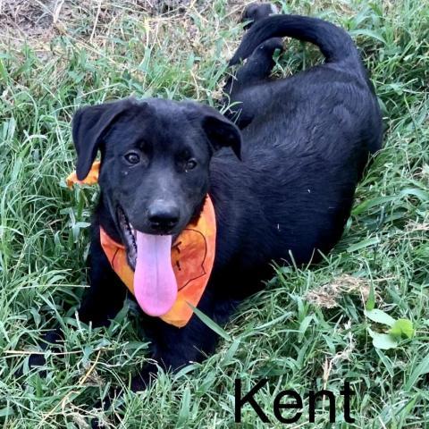 Kent, an adoptable Shepherd in Wadena, MN_image-4