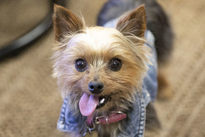 Gucci, an adoptable Yorkshire Terrier Mix in Peyton, CO_image-1
