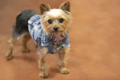 Gucci, an adoptable Yorkshire Terrier Mix in Peyton, CO_image-2