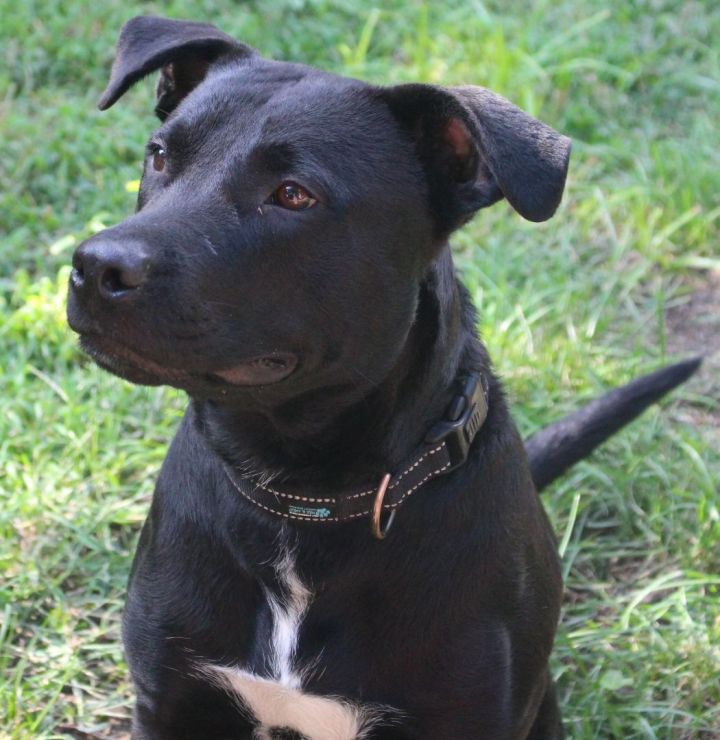 Coal, an adoptable Pit Bull Terrier Mix in Lisbon, IA_image-1