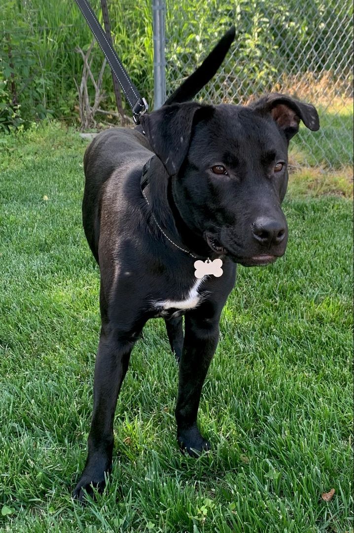 Coal, an adoptable Pit Bull Terrier Mix in Lisbon, IA_image-3