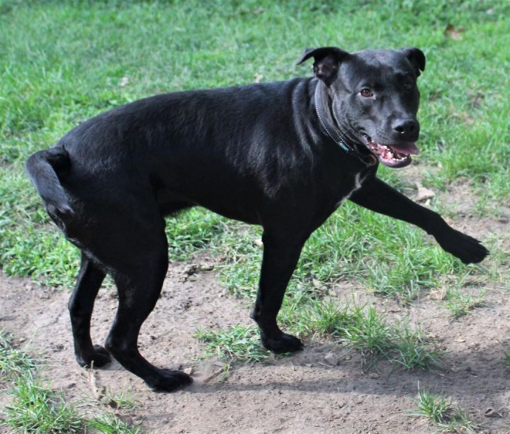 Coal, an adoptable Pit Bull Terrier Mix in Lisbon, IA_image-4