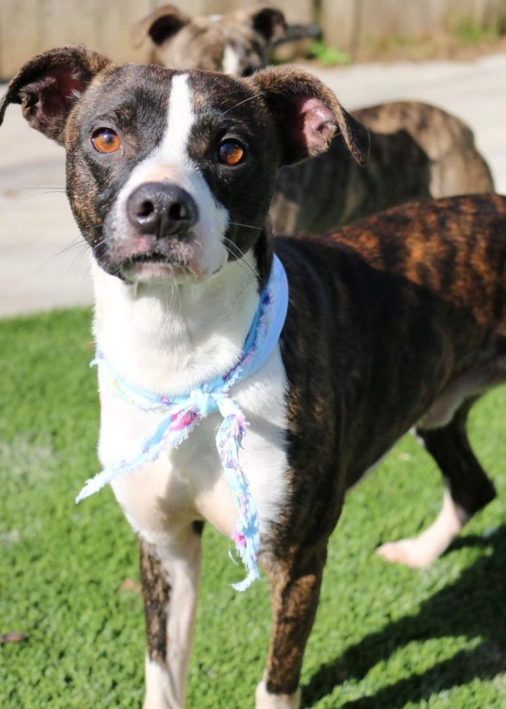 Tino in NH! Adoption Fee Waived!  1