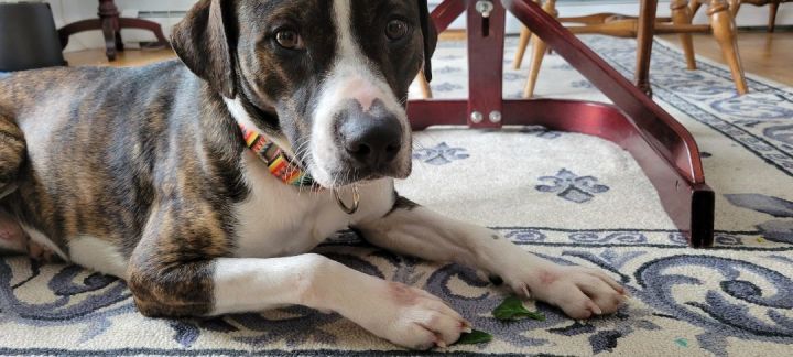 Tino in NH! Adoption Fee Waived!  4