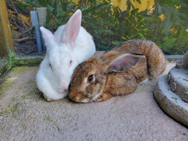 Izzy and Otis, an adoptable Flemish Giant & New Zealand Mix in Melbourne, FL_image-1