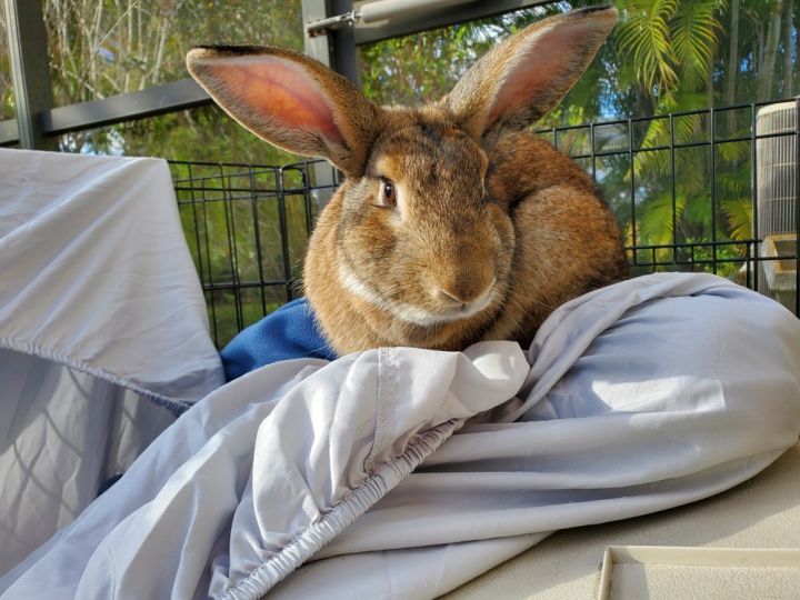 Izzy and Otis, an adoptable Flemish Giant & New Zealand Mix in Melbourne, FL_image-2