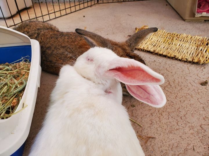 Izzy and Otis, an adoptable Flemish Giant & New Zealand Mix in Melbourne, FL_image-4