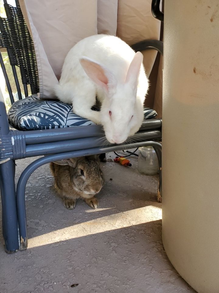 Izzy and Otis, an adoptable Flemish Giant & New Zealand Mix in Melbourne, FL_image-6
