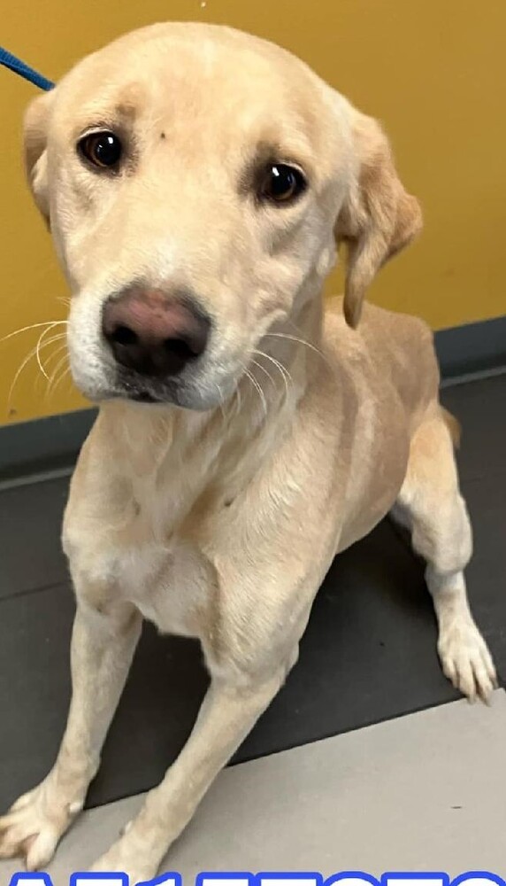 Dabby, an adoptable Labrador Retriever Mix in Dallas, TX_image-3