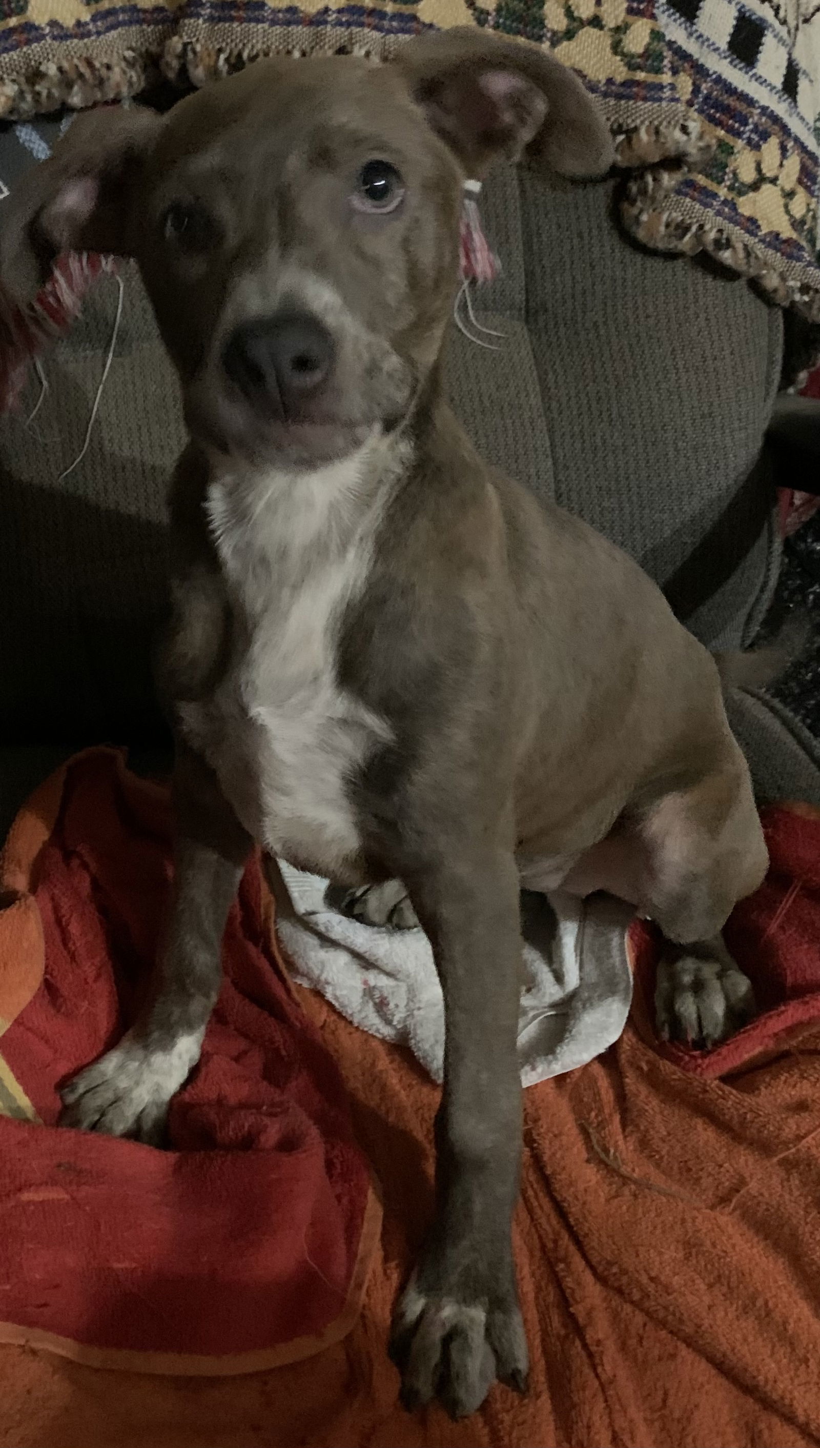 Jules, an adoptable Pit Bull Terrier in Albemarle, NC, 28001 | Photo Image 1