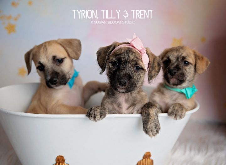 Trent, an adoptable Plott Hound Mix in Littleton, CO_image-5