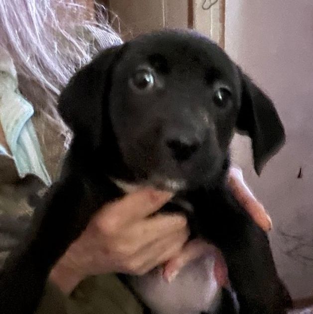 Candace, an adoptable Carolina Dog & Black Labrador Retriever Mix in Joppa, MD_image-3