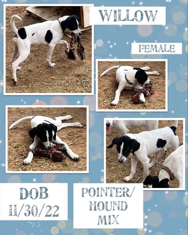 Dog for adoption - Willow, a Pointer & Hound Mix in Edmonds , WA | Petfinder