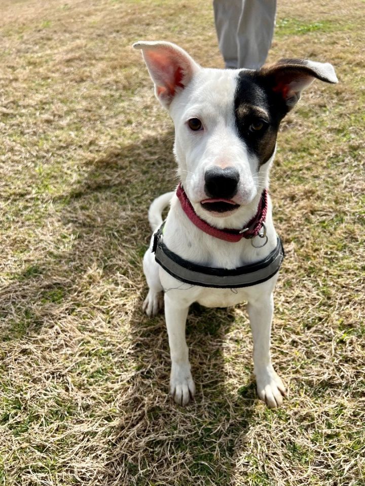 Olivia James, an adoptable Staffordshire Bull Terrier in Uvalde, TX_image-2