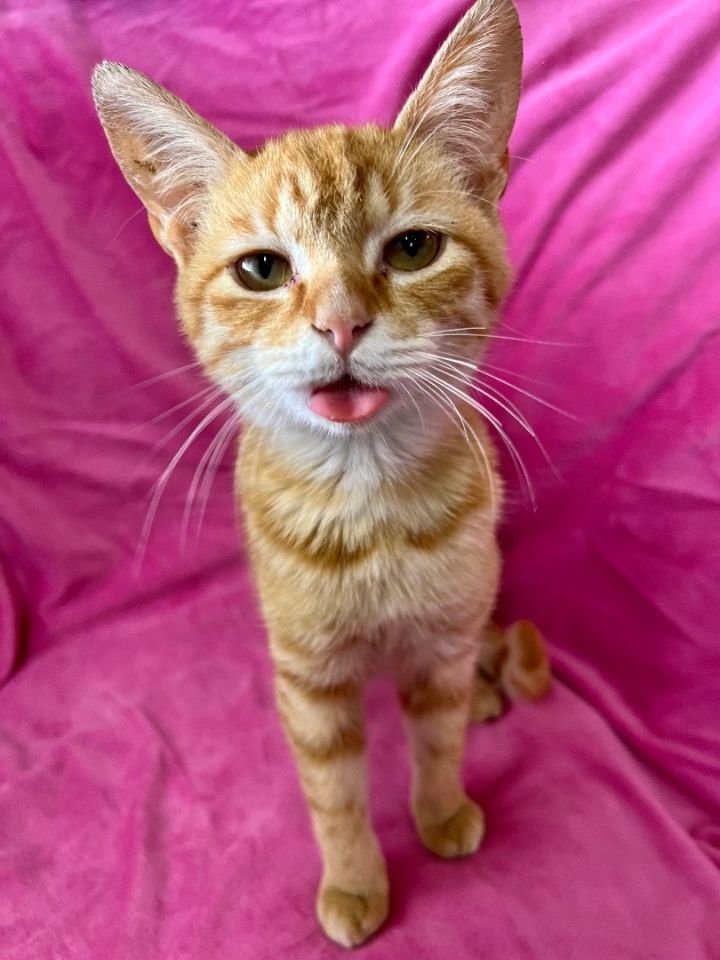 Cayenne, an adopted Tabby & Domestic Short Hair Mix in Uvalde, TX_image-1
