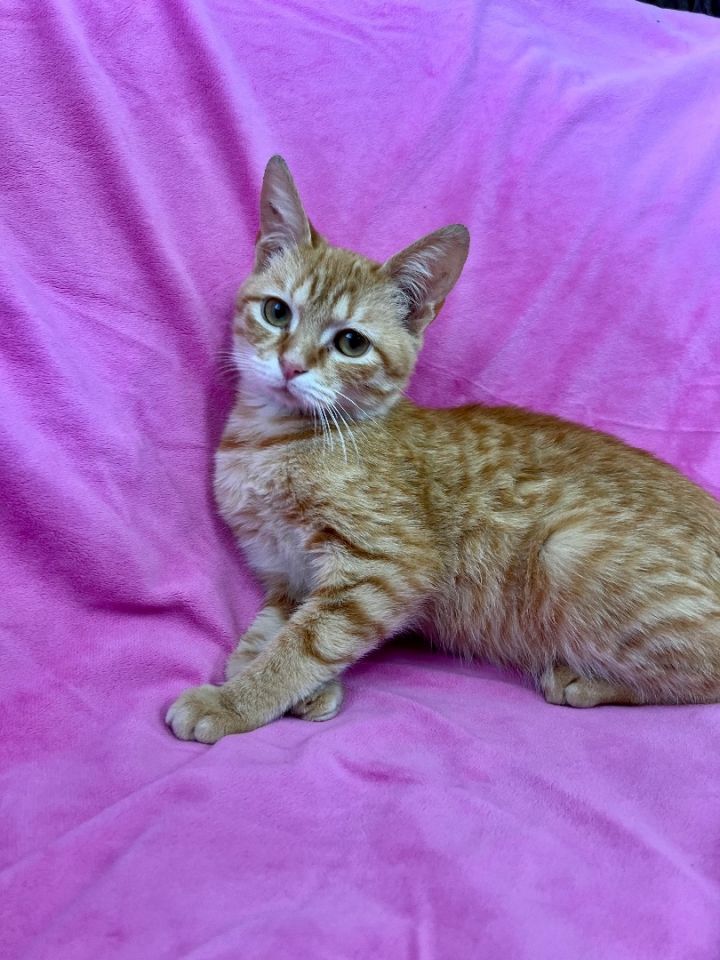 Cayenne, an adopted Tabby & Domestic Short Hair Mix in Uvalde, TX_image-2