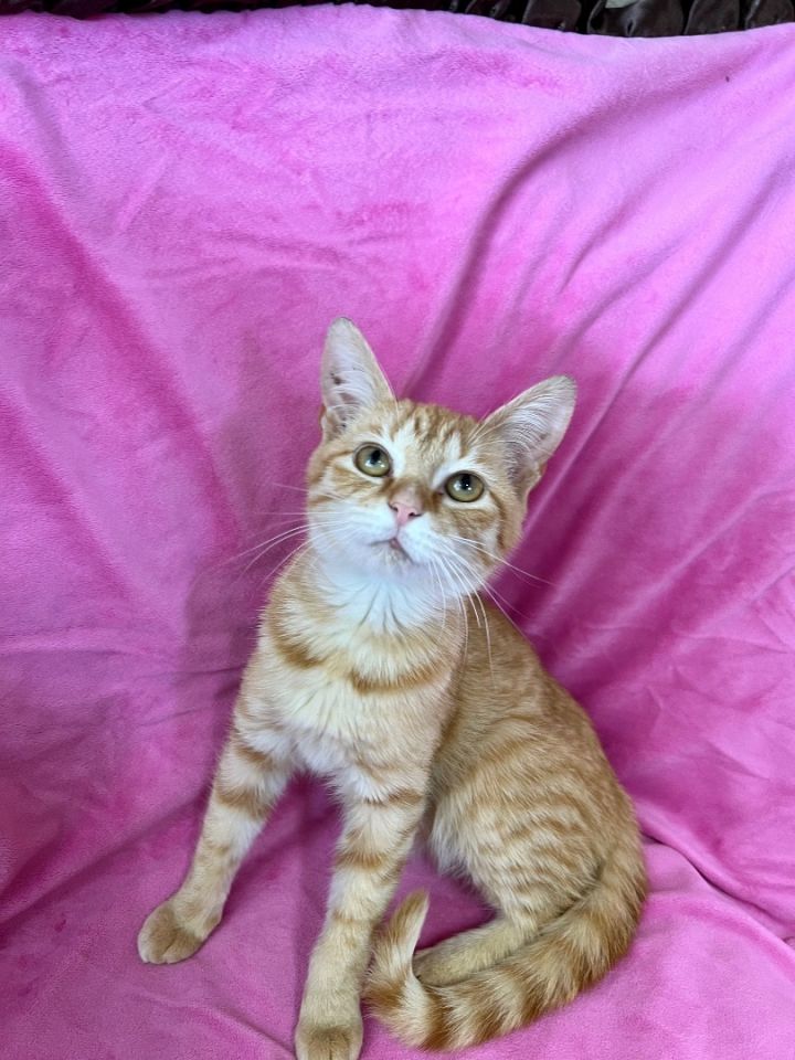 Cayenne, an adopted Tabby & Domestic Short Hair Mix in Uvalde, TX_image-3