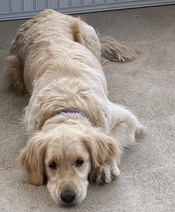 Petfinder sales golden retriever