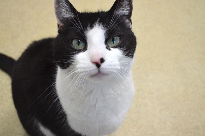 Maisy, an adoptable Tuxedo in Westbrook, CT_image-1