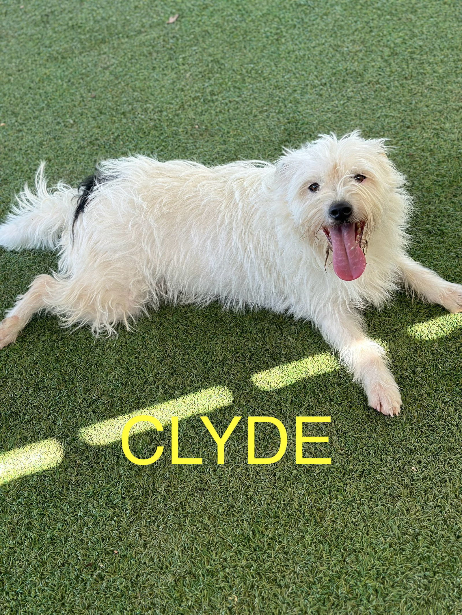 Clyde, an adoptable Terrier in Pipe Creek, TX, 78063 | Photo Image 1
