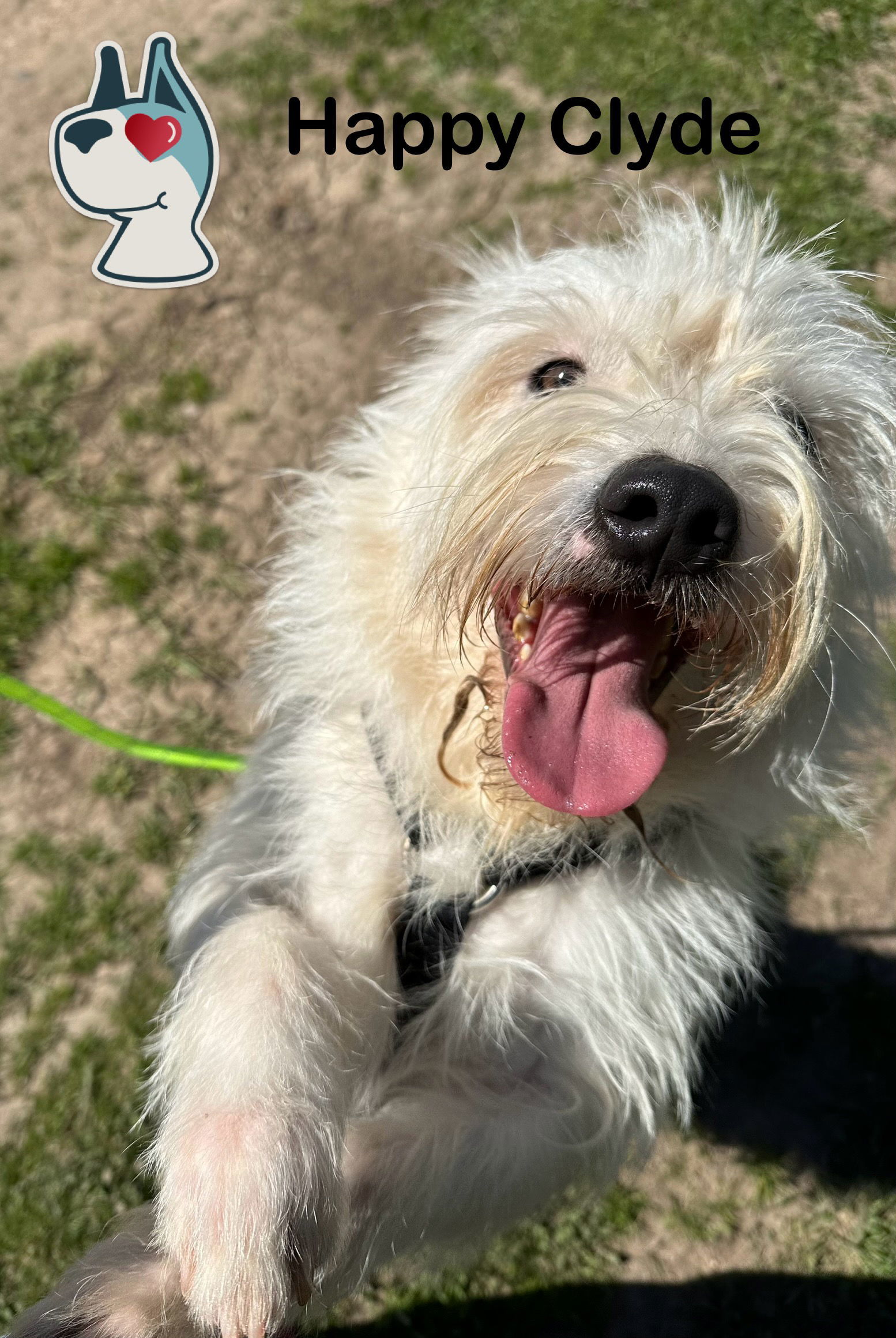 Clyde, an adoptable Terrier in Pipe Creek, TX, 78063 | Photo Image 3