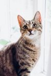 Simon