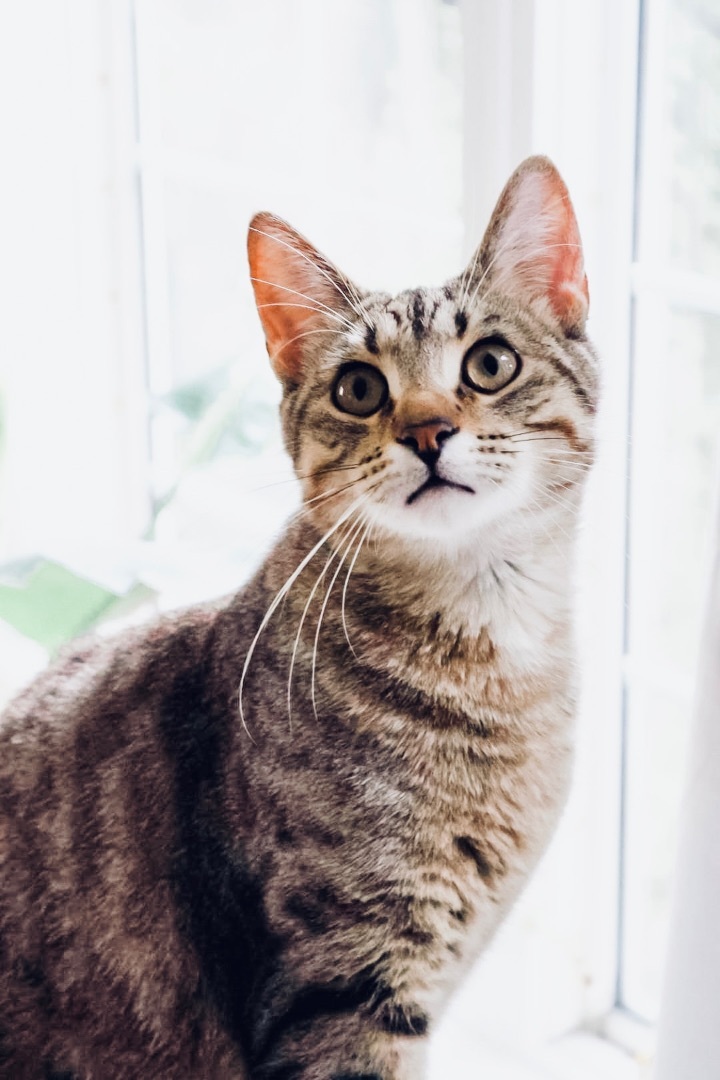 Simon 1