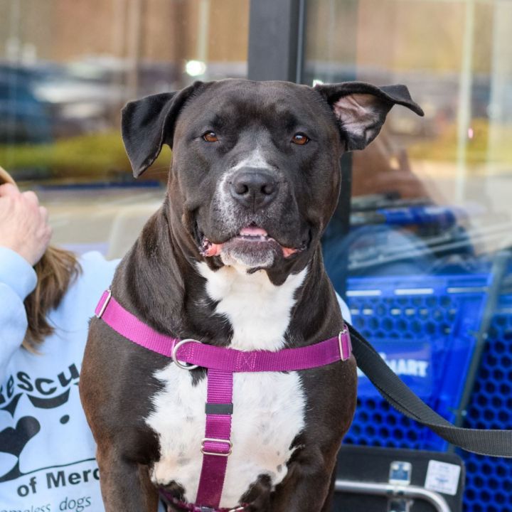 DAISY, an adoptable Pit Bull Terrier in Hamilton, NJ_image-1