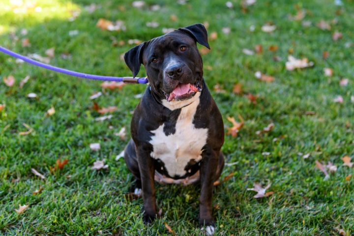 DAISY, an adoptable Pit Bull Terrier in Hamilton, NJ_image-6