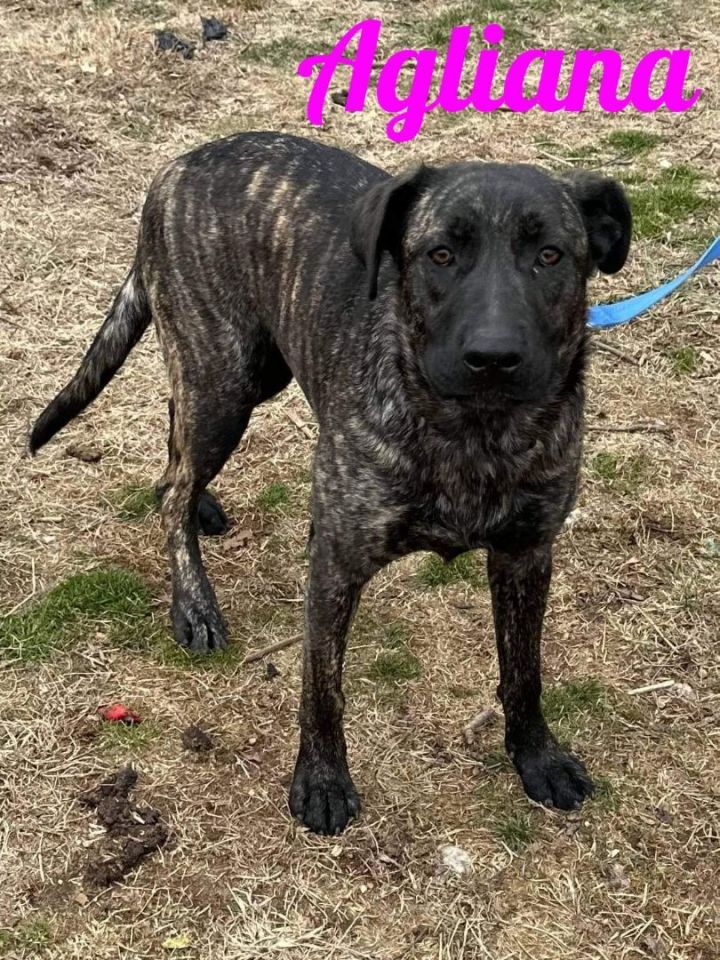 German shepherd mix cane sales corso