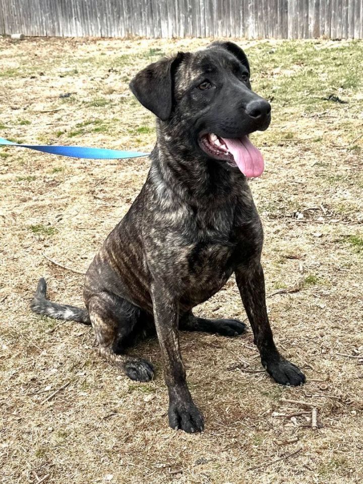 Cane corso german store shepherd