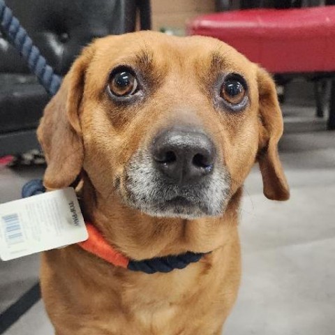 Dog for adoption - Chester, a Mixed Breed in Lindenwold, NJ | Petfinder