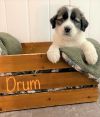 Drum