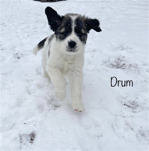 Drum 3