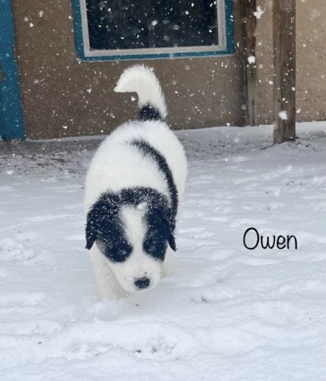Owen