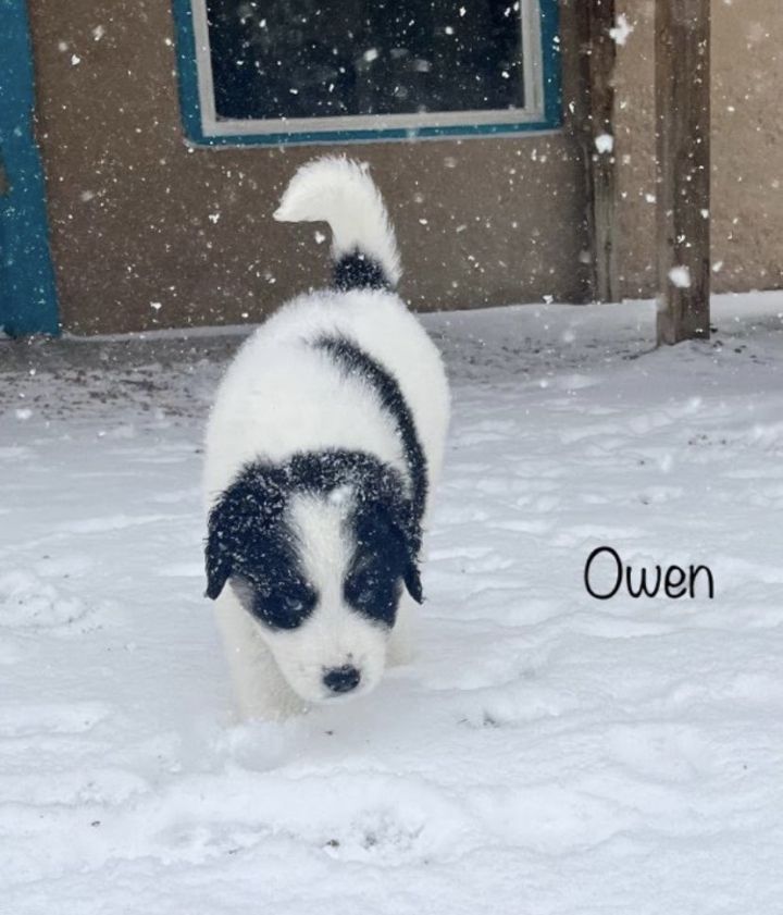 Owen, an adoptable Great Pyrenees & Anatolian Shepherd Mix in Winter Park, CO_image-1