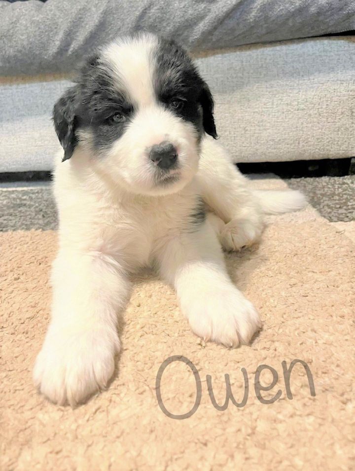 Owen, an adoptable Great Pyrenees & Anatolian Shepherd Mix in Winter Park, CO_image-2