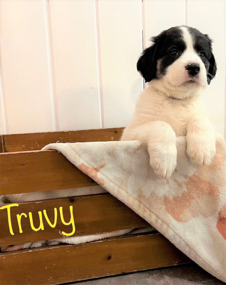 Truvy 2