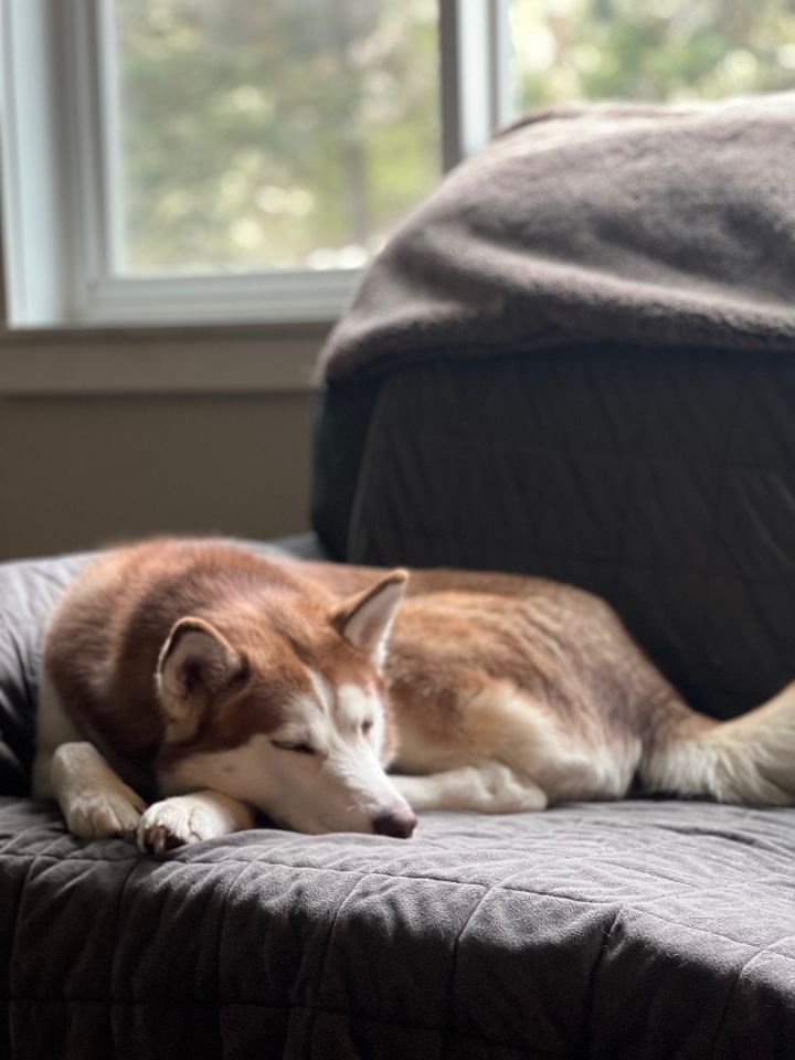 Cinnamon, an adoptable Siberian Husky in Portland, OR_image-3