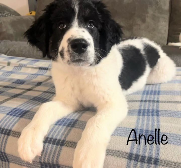 Anelle 2