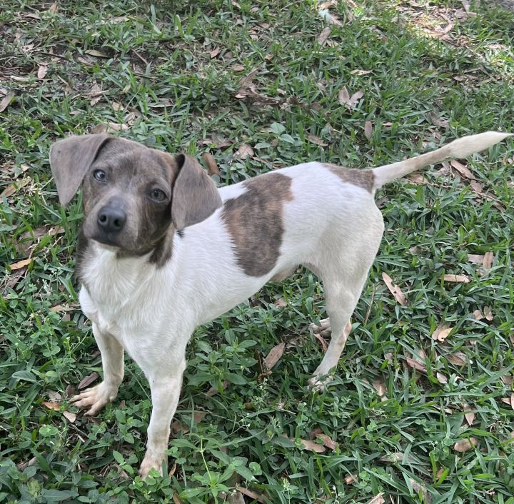 Beagle store chiweenie mix