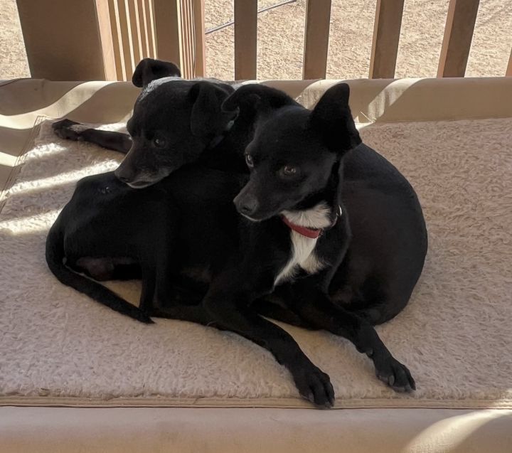 Whippet chihuahua mix store black