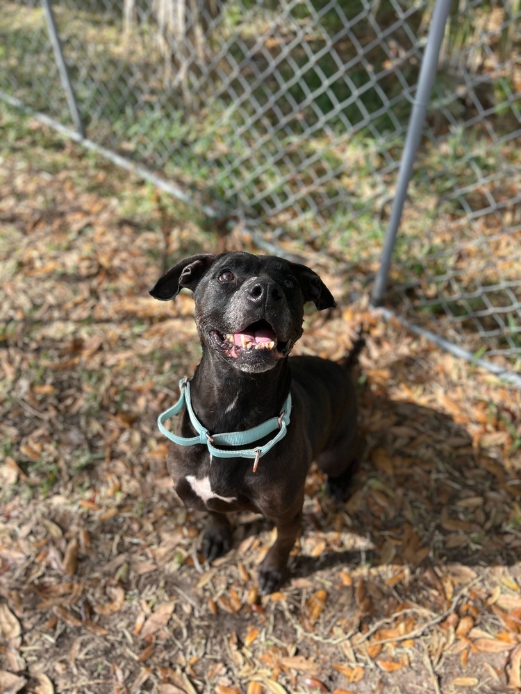 Olive, an adoptable Labrador Retriever, Terrier in Lakeland, FL, 33813 | Photo Image 2