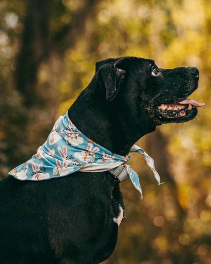 Dog for adoption Olive, a Labrador Retriever & Terrier Mix in