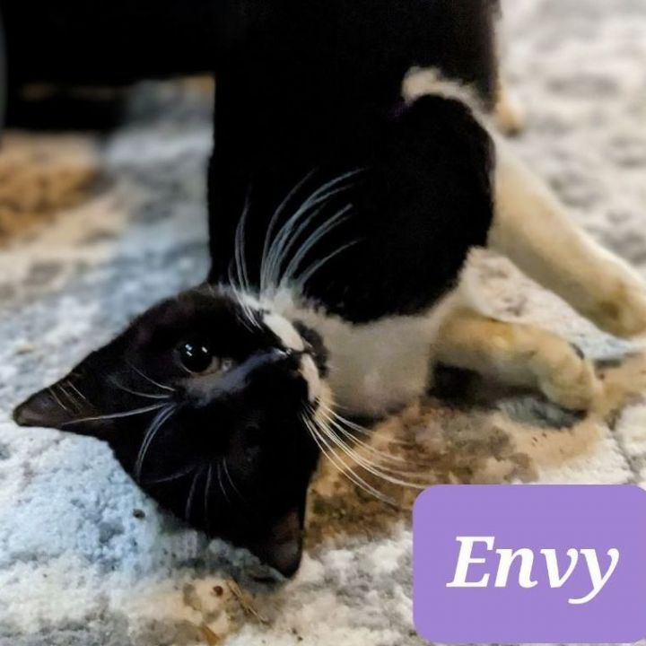 Envy 2