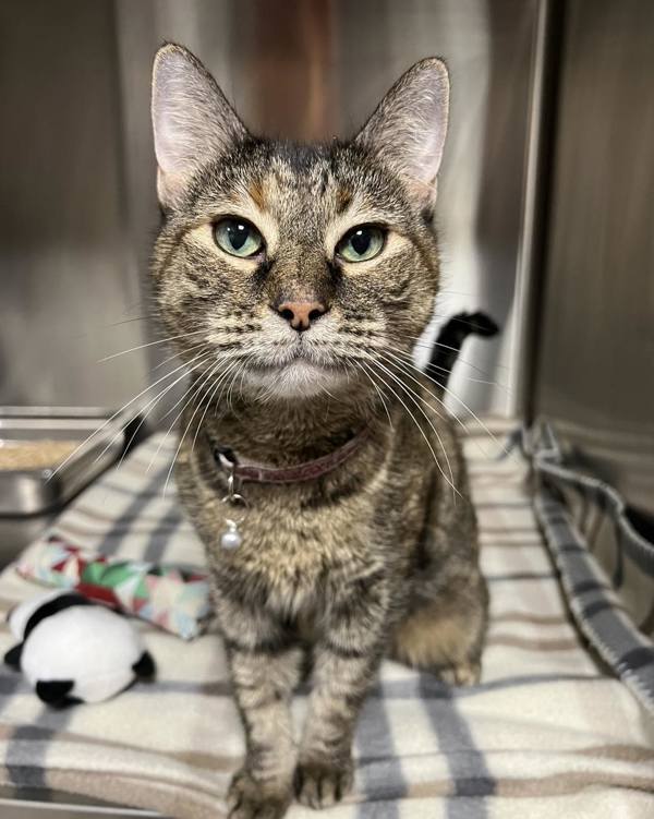 Cat for adoption Mama, a Domestic Short Hair Mix in Poughkeepsie, NY Petfinder
